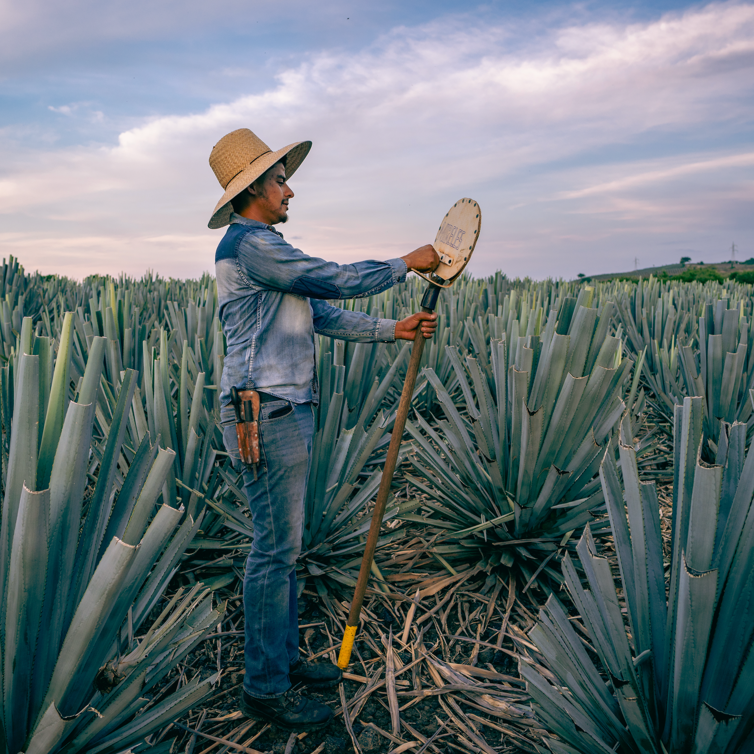 Why does Organic Agave Matter?