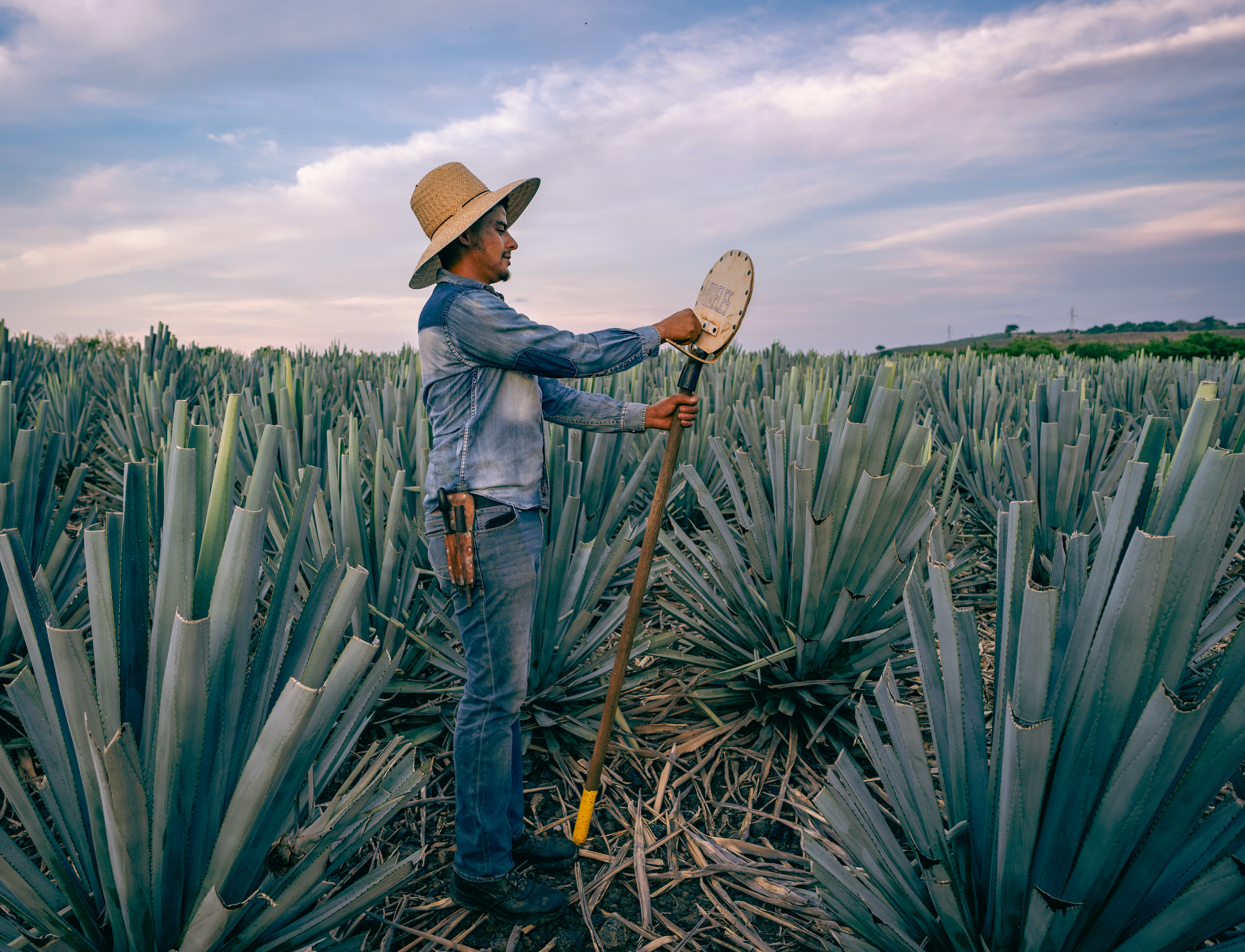 Why does Organic Agave Matter?