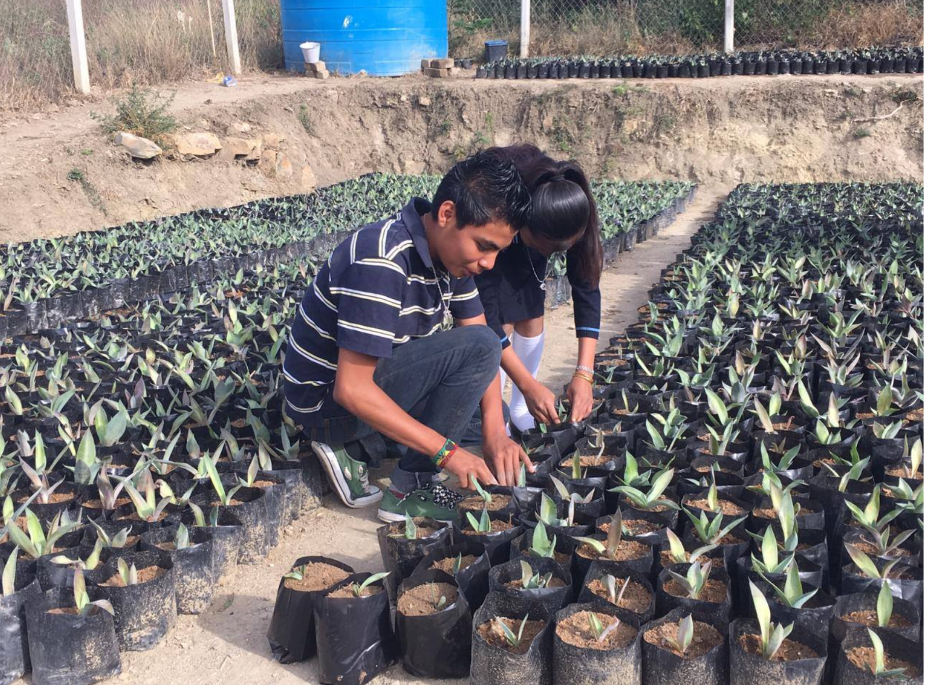 S.A.C.R.E.D. & Authentico's Mission To Support Rural Mexico & Agave Farmers